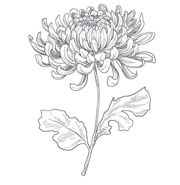 Обозначение контактов на разъёме: схемы и маркировка