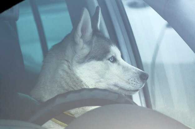 Подготовка к регулировке: необходимые материалы и инструменты